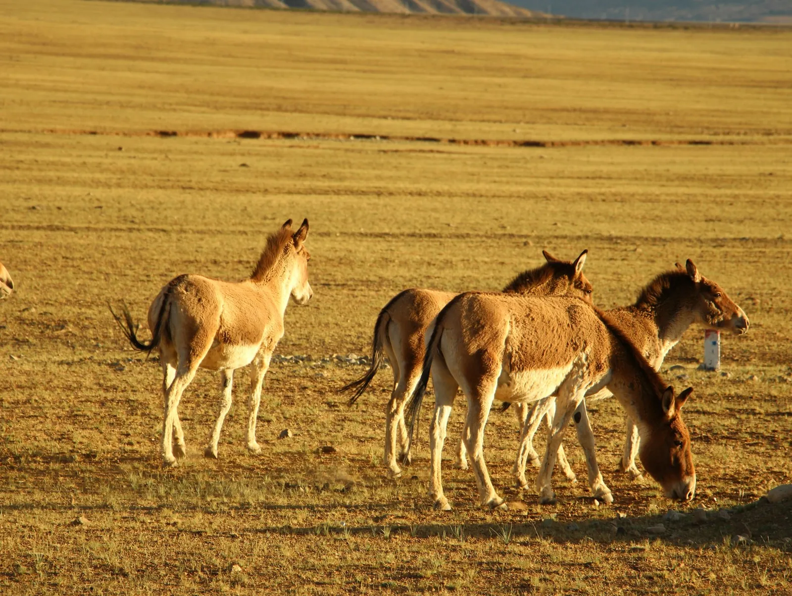 Wild horses grazing the open golden grassland of the Mongolian steppe.