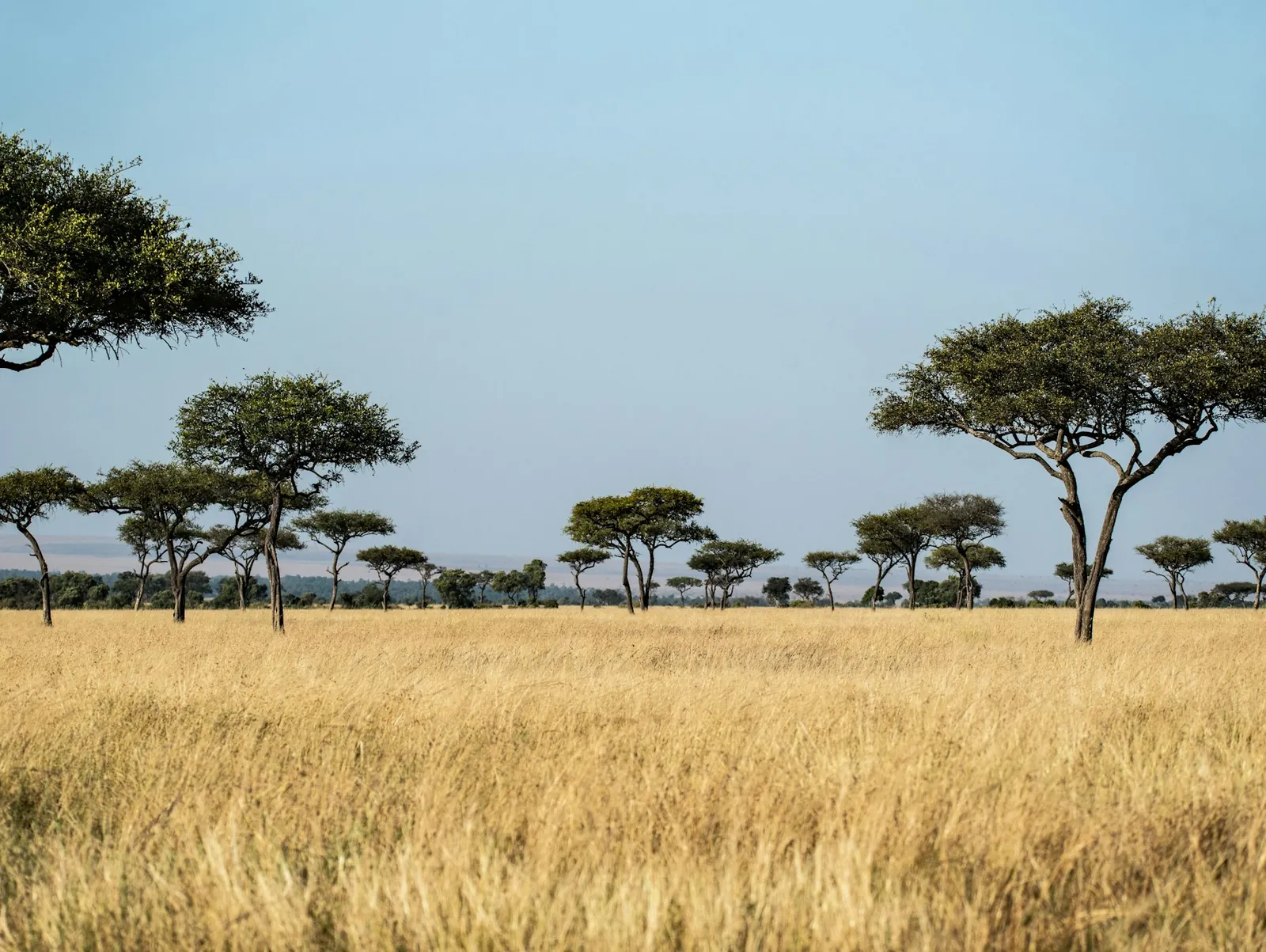 Acacia trees scattered across golden savannah grass under a clear African sky.